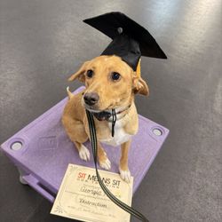 Sit Means Sit Cleveland-Akron - Georgia Mae Graduated!