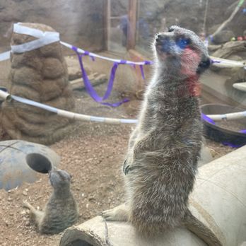 Indianapolis Zoo - Meerkats - Zoos Near Me - Indianapolis, Indiana Indianapolis Zoo - Meerkats - Zoos Near Me - Indianapolis, Indiana