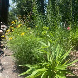 Love Grows Here Gardening - more pollinator friendly plantings!