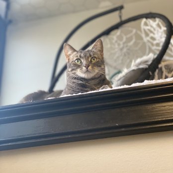 Whisker Station - Cats - Pet Adoption Near Me - Kirkwood, Missouri