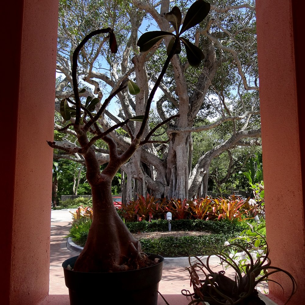 Thalatta Estate - Looking out at the driveway, from the office building. - Venues & Event Spaces Near Me - Palmetto Bay, Florida Thalatta Estate - Looking out at the driveway, from the office building. - Venues & Event Spaces Near Me - Palmetto Bay, Florida
