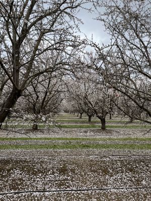 Rodin Farms by null