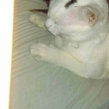 Special Pals - Flower resting peacefully after her surgery - Animal Shelters Near Me - Houston, Texas