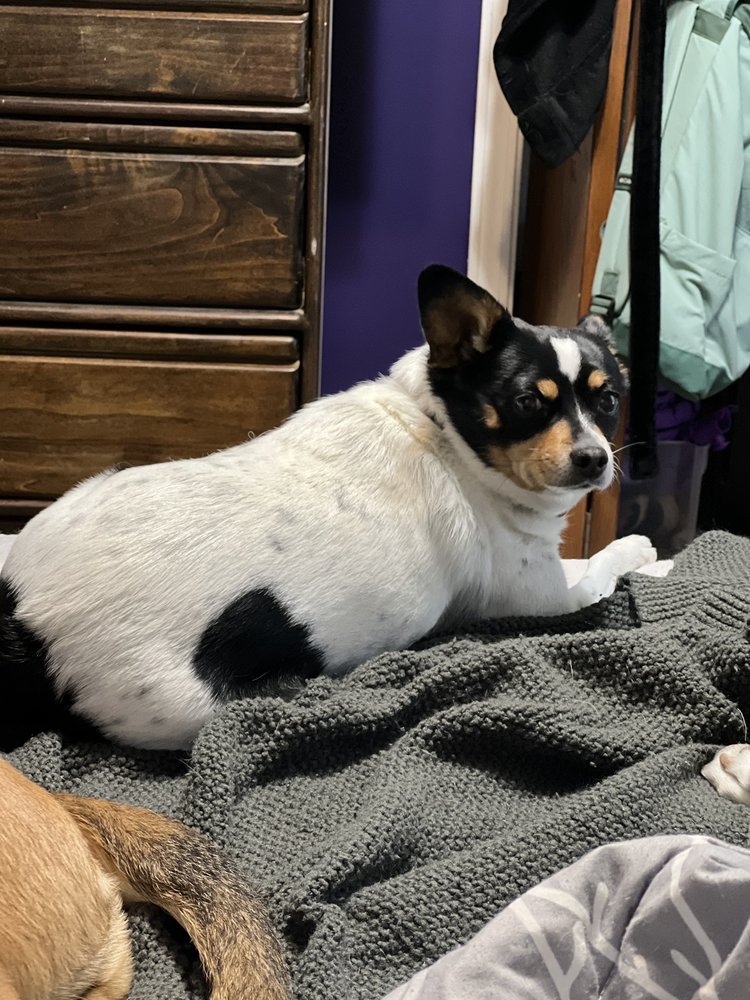 HILLTOP PET CLINIC Updated July 2024 4507 1st Avenue Pl, Kearney