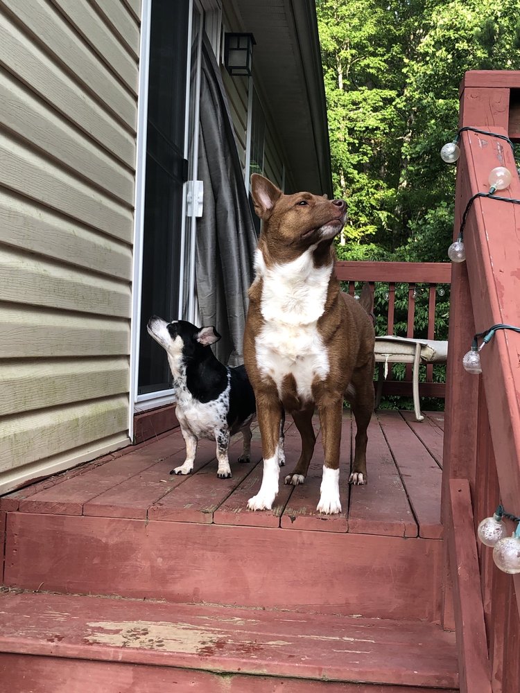 WE LET THE DOGS OUT Youngsville, NC Yelp