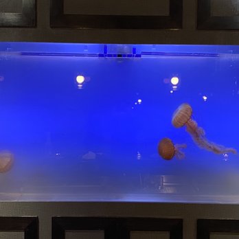 Lechon - Their awesome jellyfish tank - Tapas Bars Near Me - Portland, Oregon Lechon - Their awesome jellyfish tank - Tapas Bars Near Me - Portland, Oregon