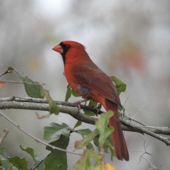 Pasco County of - Cardinal - Parks Near Me - Dade City, Florida Pasco County of - Cardinal - Parks Near Me - Dade City, Florida