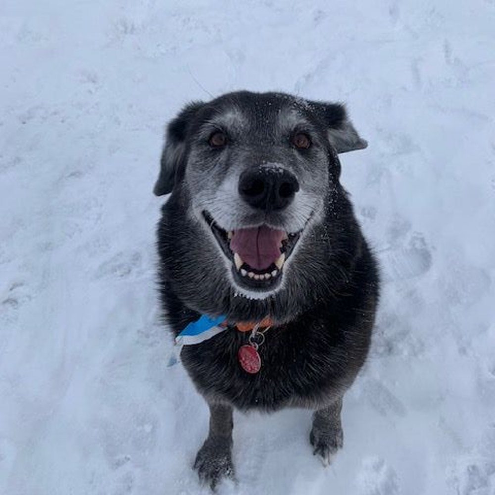 City Limits Dog Boarding - Our girl loves her time at City Limits Dog Boarding!! - Pet Groomers Near Me - Breslau, Ontario