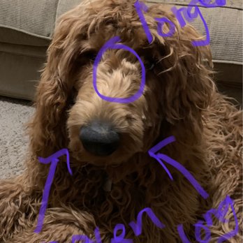 My Denver Pet - Uneven mess on snout - Pet Groomers Near Me