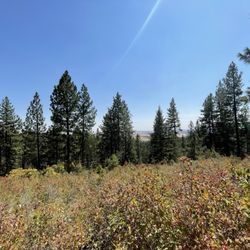 Stevens Creek Trail