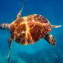 Photo of Sundiver Snorkel Tours