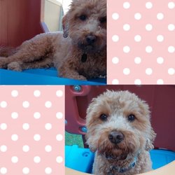 Wags N Whiskers Pet Resort