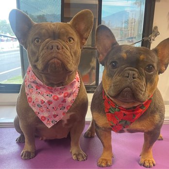 Vanity Fur Menifee - Pet Groomers Near Me Vanity Fur Menifee - Pet Groomers Near Me
