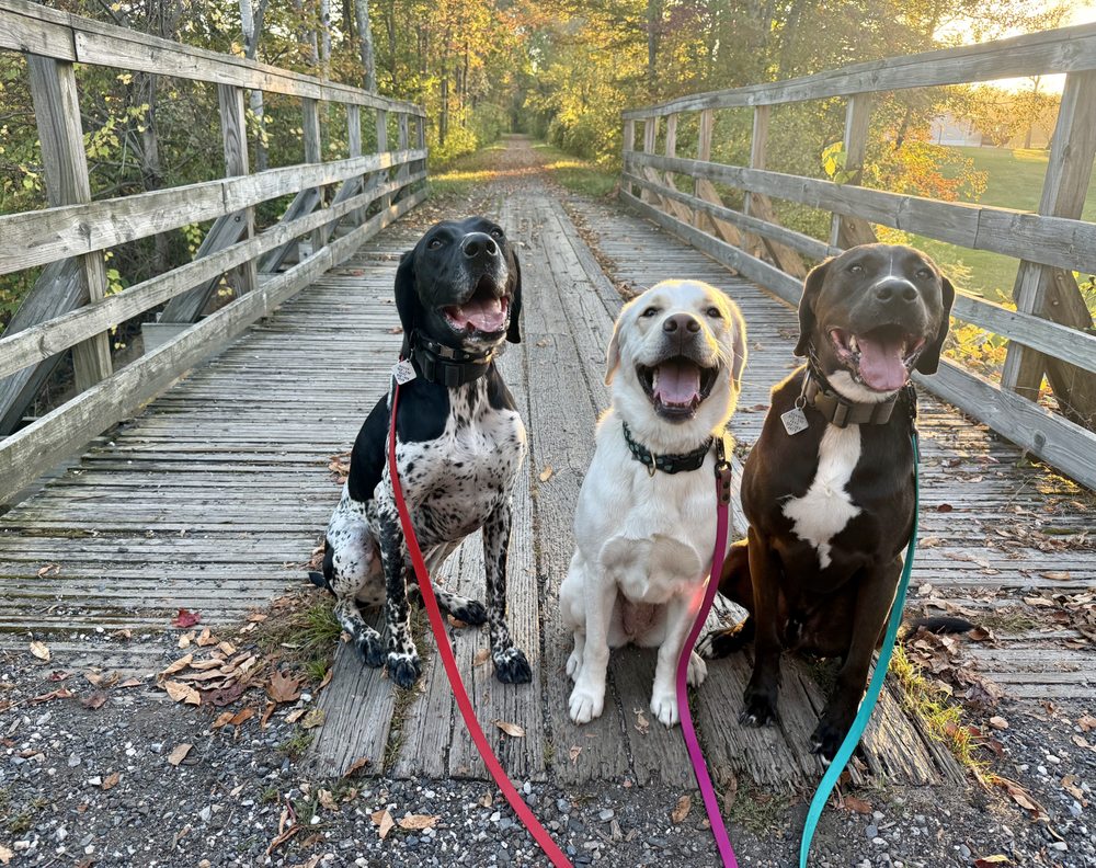 QT Canine - pet boarding facility in Hubbardton, VT