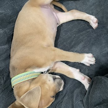 Colorado Puppy Rescue - Puppy - Animal Shelters Near Me - Centennial, Colorado Colorado Puppy Rescue - Puppy - Animal Shelters Near Me - Centennial, Colorado