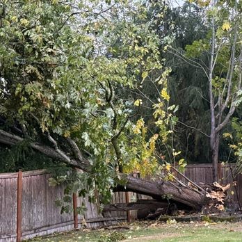 Saen Tree Removal Services - Tree Services Near Me - lakewood, Washington Saen Tree Removal Services - Tree Services Near Me - lakewood, Washington