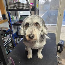 Joyful Paws - This sweetheart has worked so hard to learn that grooming isn't something to fear!