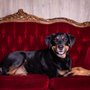 Photo of Posh Paws Dog Grooming Boutique