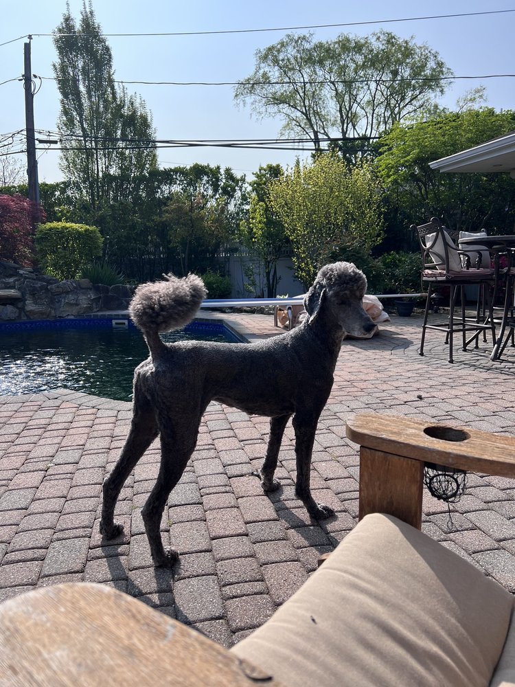 PAMPERED PAWS Updated August 2024 25 Photos & 14 Reviews 2314