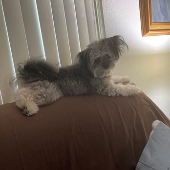 Colonies Pet Grooming - Pet Groomers Near Me - Upland, California Colonies Pet Grooming - Pet Groomers Near Me - Upland, California