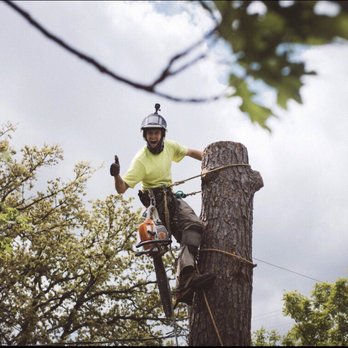 Kingdom Tree Care - Pine Removal! - Tree Services Near Me - Fort Worth, Texas Kingdom Tree Care - Pine Removal! - Tree Services Near Me - Fort Worth, Texas