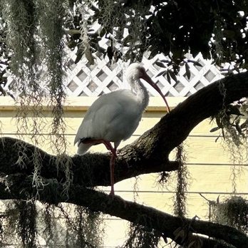 Premier Boat Tours - Canal tour - Boat Tours Near Me - Mount Dora, Florida