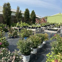 Eising’s Sassafrass Garden & Gifts