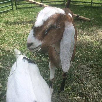 Shelburne Farms - Goat - Farms Near Me - Shelburne, Vermont Shelburne Farms - Goat - Farms Near Me - Shelburne, Vermont