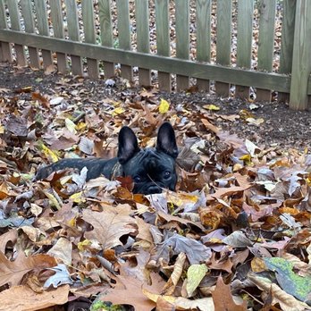The Animal's House - Pet Sitting Near Me - Sterling, Virginia The Animal's House - Pet Sitting Near Me - Sterling, Virginia