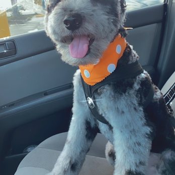 Orange Grooming - All cleaned up! - Pet Groomers Near Me - Miami, Florida Orange Grooming - All cleaned up! - Pet Groomers Near Me - Miami, Florida