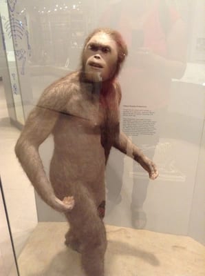 Maxwell Museum of Anthropology by null