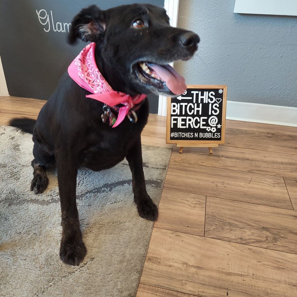 Bitches N Bubbles - and her beautiful after! - Pet Groomers Near Me - Long Beach, California Bitches N Bubbles - and her beautiful after! - Pet Groomers Near Me - Long Beach, California