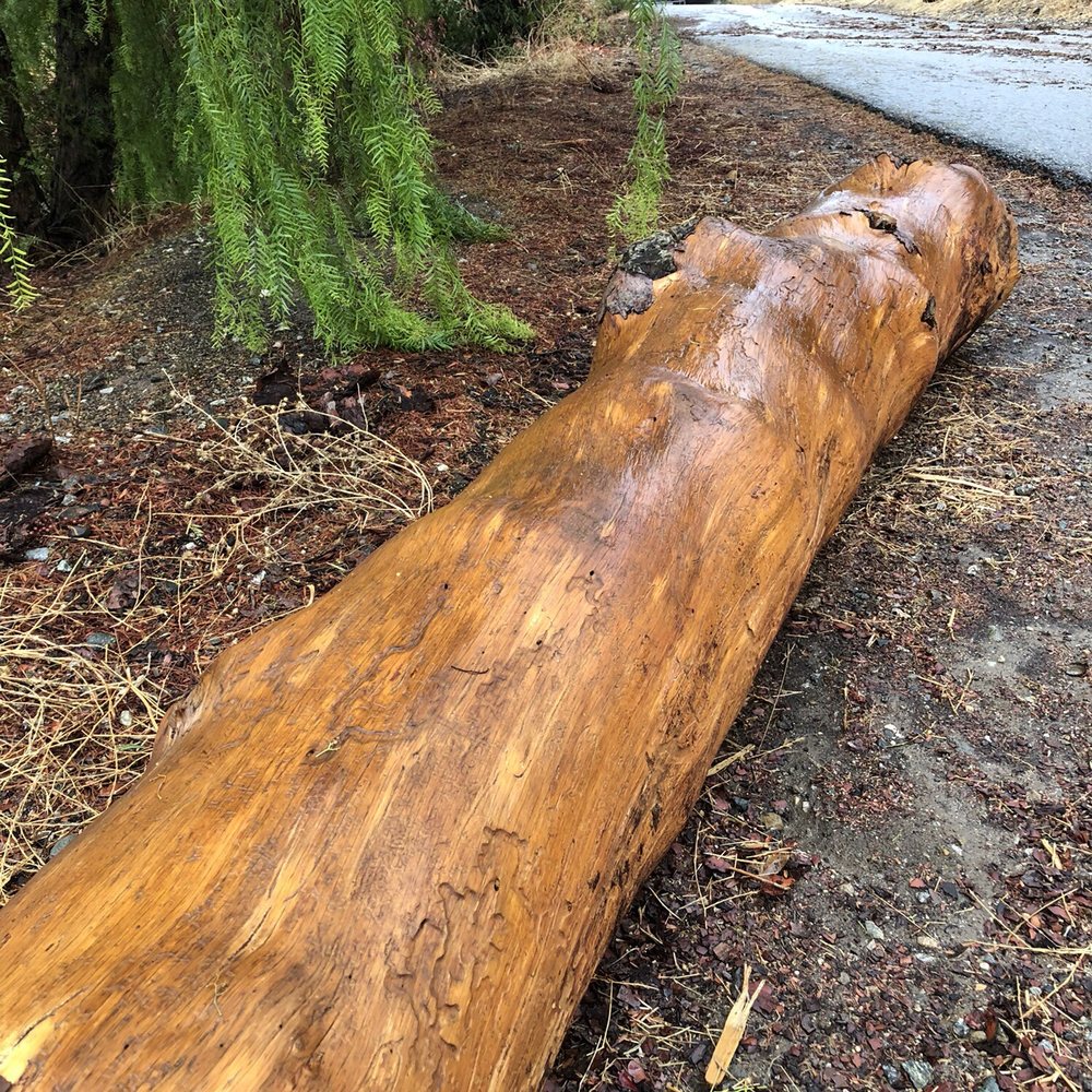 A beautiful log.