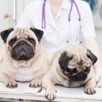 Stewartstown Vet Services - untitled - Veterinarians Near Me - Stewartstown, Pennsylvania Stewartstown Vet Services - untitled - Veterinarians Near Me - Stewartstown, Pennsylvania