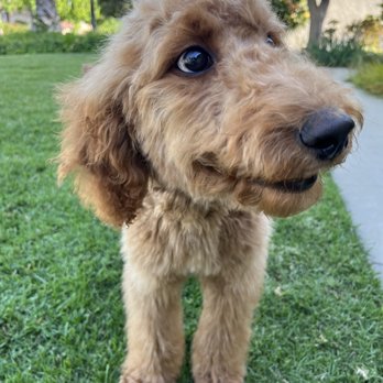 FairyTail Grooming - After!! - Pet Groomers Near Me - Upland, California