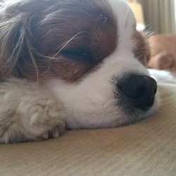 Once Upon A Dog Tail - Comfy sleeping at home!