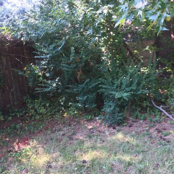 MJ's Lawn Service - These were not trimmed at all. Nothing was done. - Pet Waste Removal Near Me - Chesapeake, Virginia
