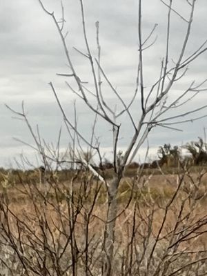 Sherburne National Wildlife Refuge by null
