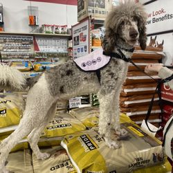 Legacy Dog Training