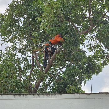 Orange County Tree Services - Avocado tree pruning. - Tree Services Near Me Orange County Tree Services - Avocado tree pruning. - Tree Services Near Me