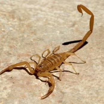 Estrella Mountain Pest Control - Estrella Mountain Ranch "Montecito" Scorpion Job - Pest Control Near Me Estrella Mountain Pest Control - Estrella Mountain Ranch "Montecito" Scorpion Job - Pest Control Near Me
