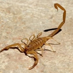 Estrella Mountain Pest Control - Estrella Mountain Ranch "Montecito" Scorpion Job