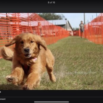 Central Florida K-9 - My BarKour girl Bella Rose our show Golden - Pet Sitting Near Me - Eustis, Florida Central Florida K-9 - My BarKour girl Bella Rose our show Golden - Pet Sitting Near Me - Eustis, Florida