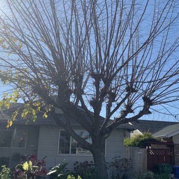 Zambrano Tree Service - Before - Tree Services Near Me - Mountain View , California Zambrano Tree Service - Before - Tree Services Near Me - Mountain View , California