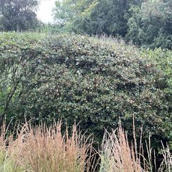 Kinnucan Tree Experts & Landscape Company - Hedges for bushes and trees