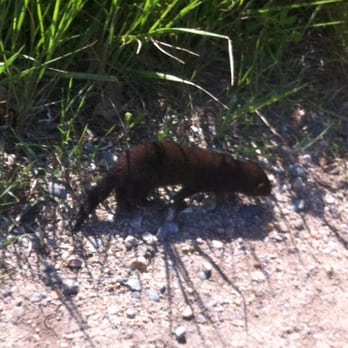 Bluff Point State Park - I think it's a mink - Beaches Near Me - Groton, Connecticut