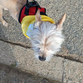 Wiggle Waggle Walk - Community Service/Non-Profit Near Me - Pasadena, California Wiggle Waggle Walk - Community Service/Non-Profit Near Me - Pasadena, California