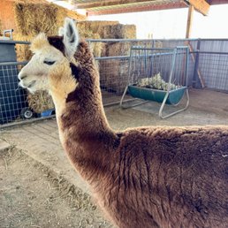 Llama Llama