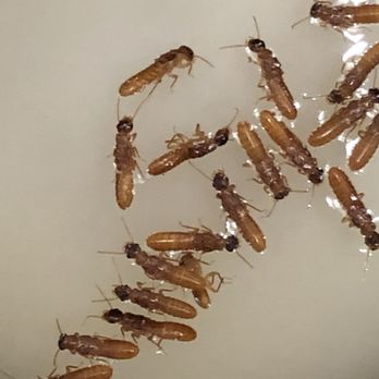 San Jacinto Riverfront RV Resort - Termites - Resorts Near Me - Highland, Texas San Jacinto Riverfront RV Resort - Termites - Resorts Near Me - Highland, Texas