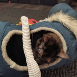Best Pet Sitting - Sophie playing with my cat Elsa